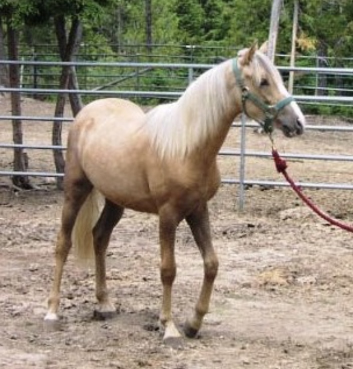 My Horse is a Movie Star! (ok not really but kinda)