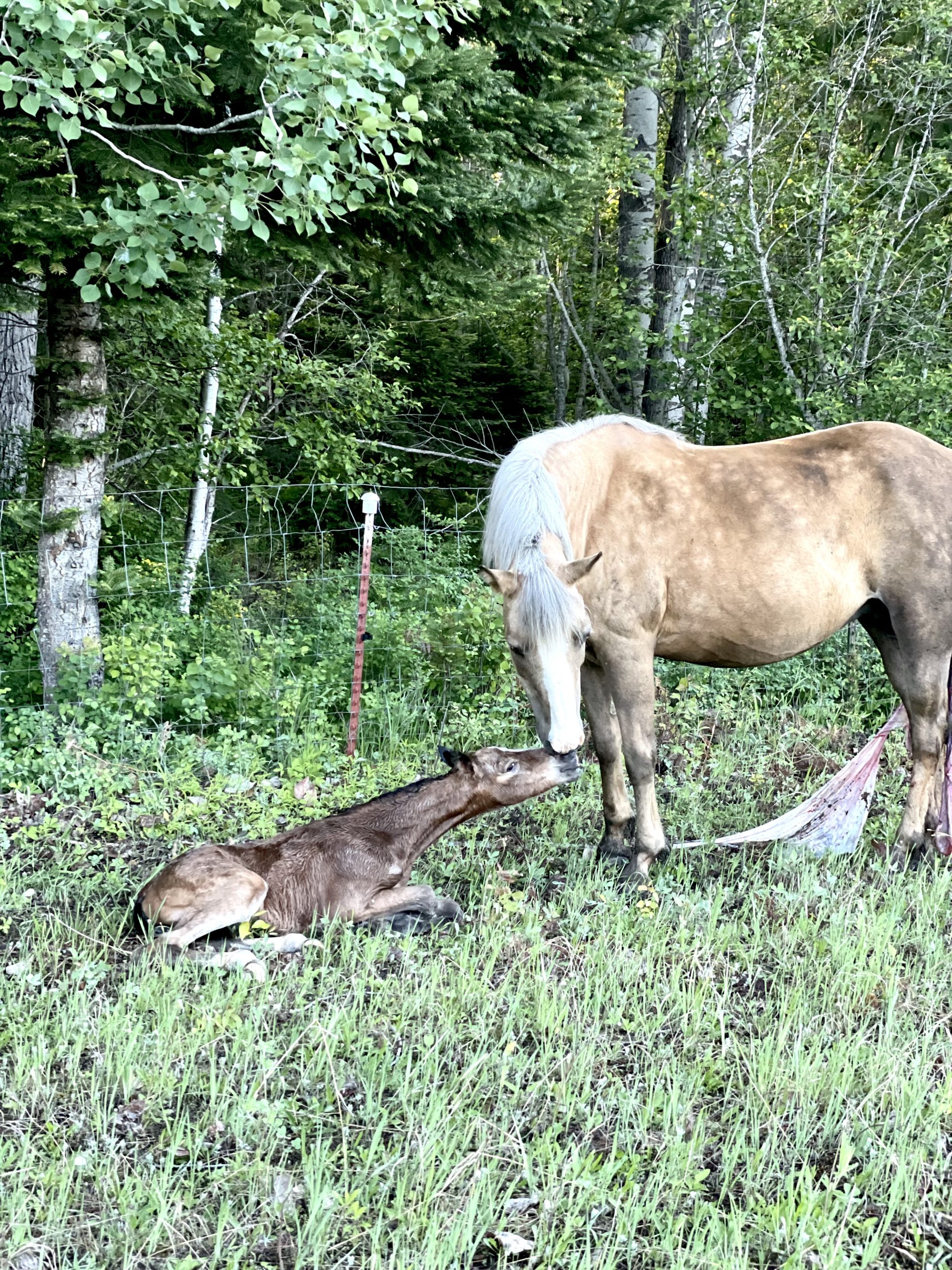 Dauntless- The Story of Dixie’s Foal